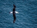 Black-browed Albatross