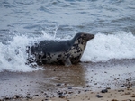 Atlantic Grey Seal