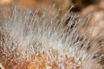 Hydractinia echinata