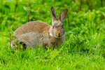 wild rabbit Oryctolagus cuniculus-4386