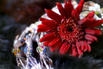 Flowers Set 08 - 22