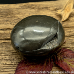 Polished Whitby Ammonite Nodule 040
