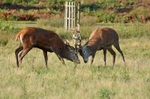 Red Deer
