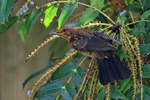 Young Blackbird perched on mahonia bush, Oxfordshire, UK