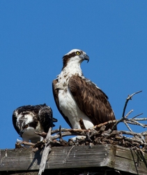 Osprey_0016