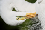 Close view of Great Egret preening, Gatorland, Florida