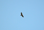 Long-legged Buzzard