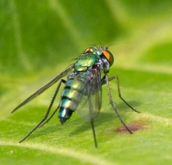 AnimalsCreatures _0029