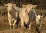 Charolais Cow Family 62661262