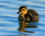 Mallard duckling on Farmoor 2