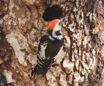 Middle Spotted Woodpecker
