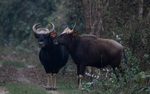 Gaurs