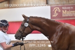 BPP_1245