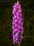 Fragrant Orchid (03)