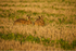 European Hare - Farmland