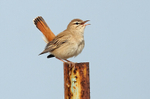 Rufous Scrub Robin
