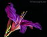 Lilac Lily