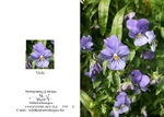 Spring 6.  Viola