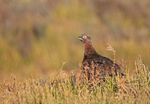 Red Grouse - Lagopus lagopus