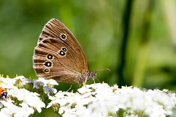 Ringlet