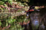 Glossy Ibis swooping low, Wakodahatchee Wetlands, Florida