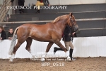 BPP_0518