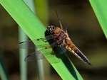 Four-spotted Chase