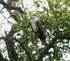 Brahminy Kite