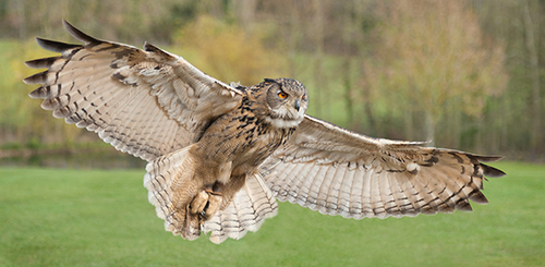 Eagel Owl in Flight