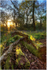 Pinfield Woods #02
