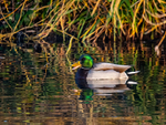 Male Mallard