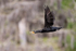 Double-crested Cormorant in flight, Blue Cypress Lake, Florida