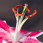 Lily-1-1231a