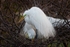 Snowy Egret