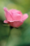 Pink Rose1