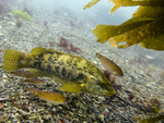Ballan Wrasse