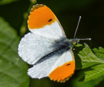 Orange Tip