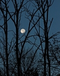 Moonset 11 x 14
