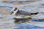 Grey Phalarope on the water at Farmoor Reservoir