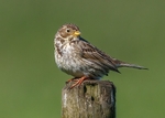 Corn Bunting 4