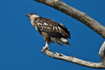 African Fish Eagle portfolio