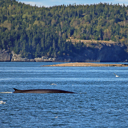 A Finback whale surfaces off Deer Island, New Brunswick