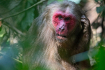 Male stump-tailed Macaque