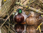 Mallards