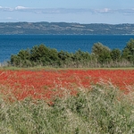 Lake Bolsena (Italian: Lago di Bolsena) of central Italy end.with field of poppies  looking south