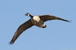Canada Goose (Branta canadensis)