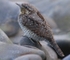 Wryneck