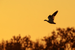 Snow Goose silhouette in flight, Bosque del Apache, New Mexico