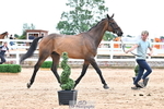Trot Up 2pm to 3pm - This folder is not in time order portfolio