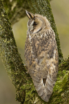 LONG EARED OWL / REF LEO REF 5
